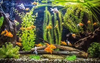 Best Affordable Supplies for a 20-Gallon Tank