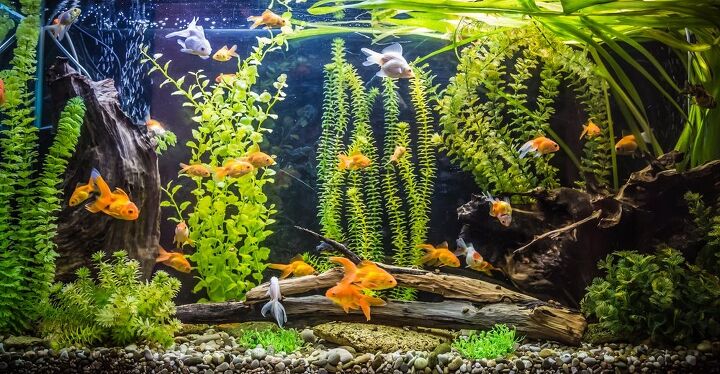 best affordable supplies for a 20 gallon tank