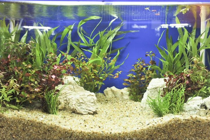 best aquarium kits for beginners