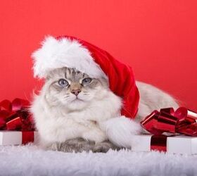 Gift Guide: Best Christmas Gifts for Cats