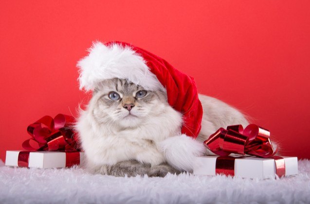 gift guide best christmas gifts for cats