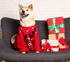 Last Minute Christmas Gift Guide for Dogs