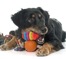 10 Best Interactive Dog Toys for Bored Pooches