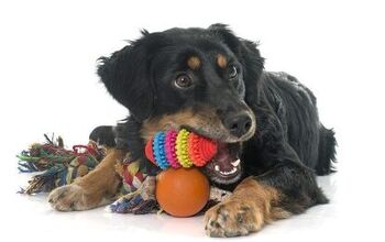 10 Best Interactive Dog Toys for Bored Pooches