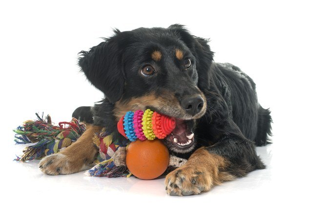10 best interactive dog toys for bored pooches