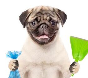 Best Dog Pooper Scoopers for Mess-Free Waste Removal