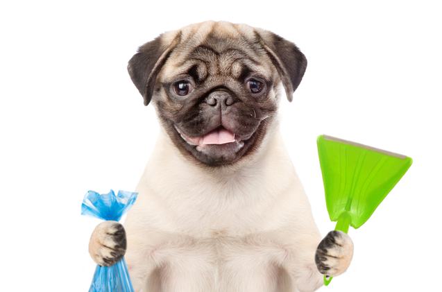 best dog pooper scoopers for mess free waste removal