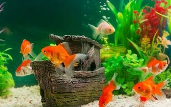 Best Accessories for a Whimsical Fish Tank
