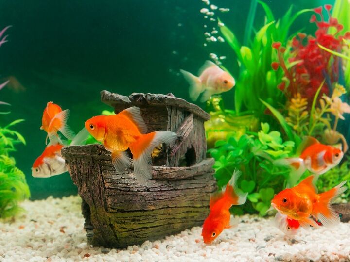 best accessories for a whimsical fish tank