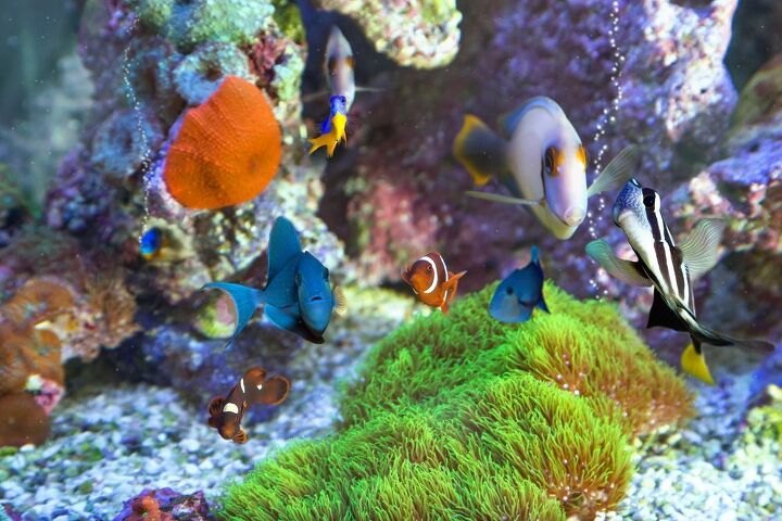 best cannister filters for large aquariums