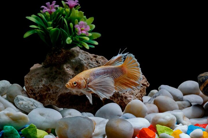 best supplies for a betta fish tank