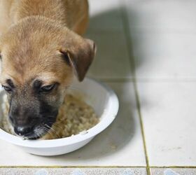 Will Yogurt Settle a Dog's Stomach? Miracle Solution or Myth?