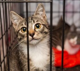 what to buy before adopting a cat