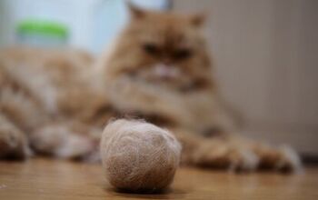 Best Hairball Control Products for Cats
