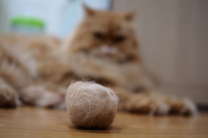 best hairball control products for cats