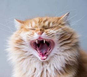 Best Dental Supplements for Cats