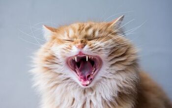 Best Dental Supplements for Cats