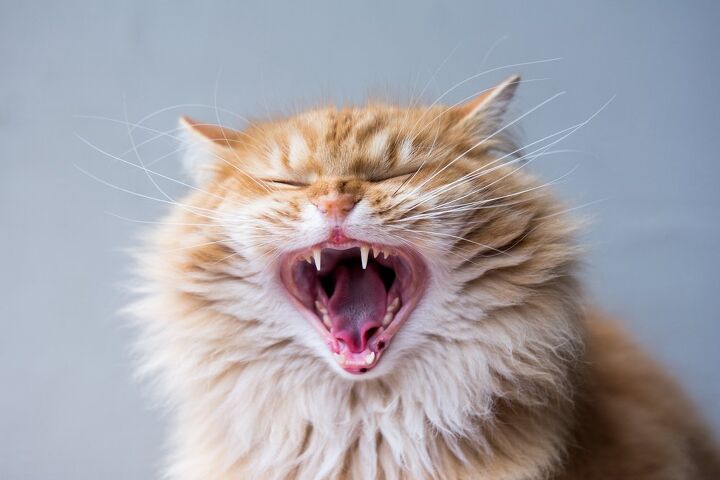 best dental supplements for cats