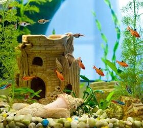 Concentratie Verdragen Maar Best Air Bubbler Aquarium Decorations | PetGuide