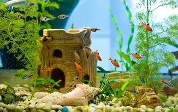 Best Air Bubbler Aquarium Decorations