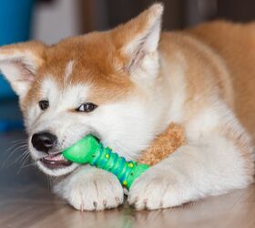 Best Indestructible Dog Toys for Extreme Chewers