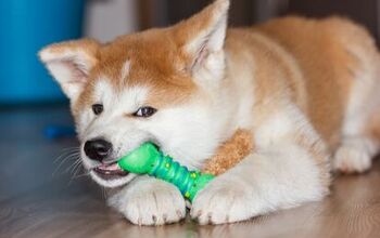 Best Indestructible Dog Toys for Extreme Chewers