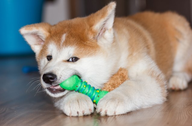 best indestructible dog toys for extreme chewers