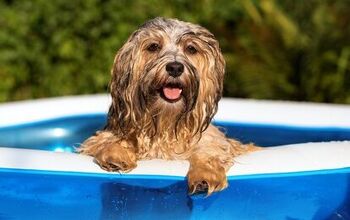 Best Dog Swimming Pools