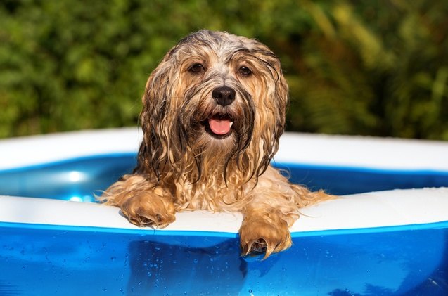 best dog swimming pools