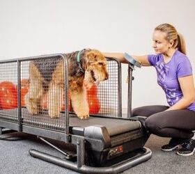 Best Dog Treadmills
