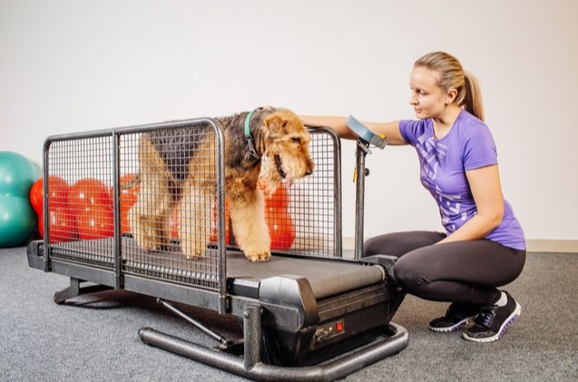 best dog treadmills