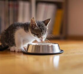 Our Picks for the Best Organic Cat Foods