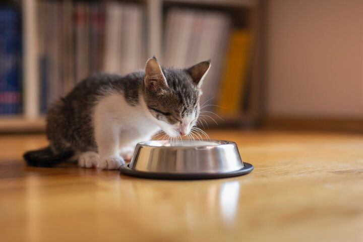 our picks for the best organic cat foods