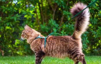 Our Guide to the Best Cat Harnesses