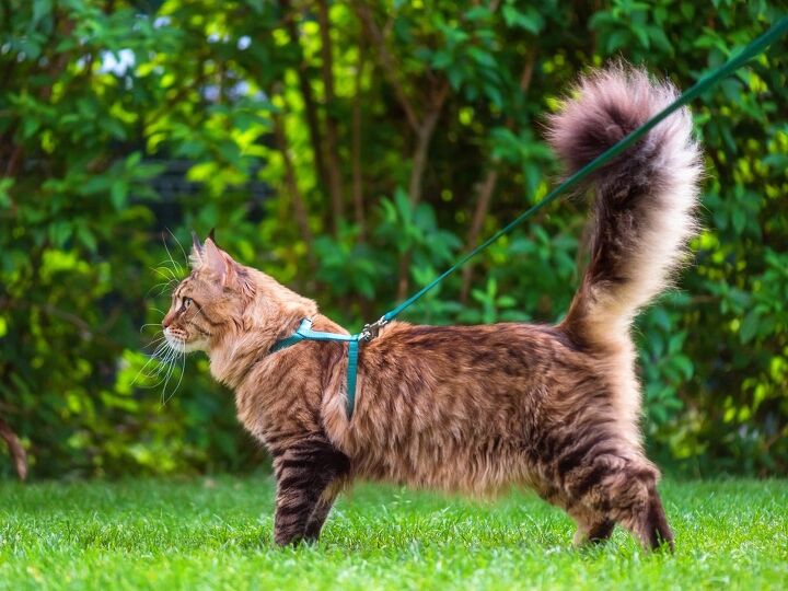 our guide to the best cat harnesses