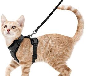 Using a cat store harness