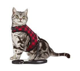 Our Guide to the Best Cat Harnesses PetGuide