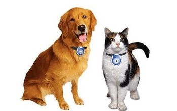Best Pet Collar Cameras and Accessories