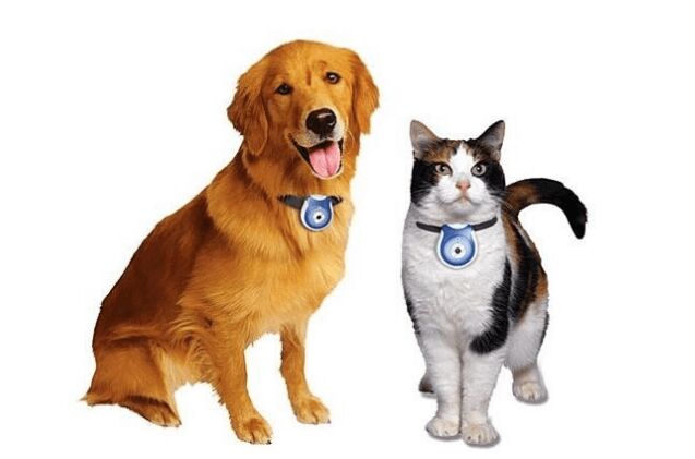 Best Pet Collar Cameras and Accessories | PetGuide