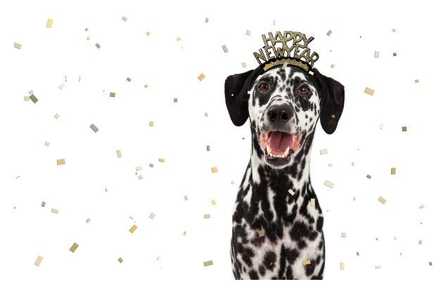 new year 8217 s essentials for pups who like to paw ty