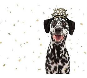 New Year’s Essentials For Pups Who Like To Paw-ty!