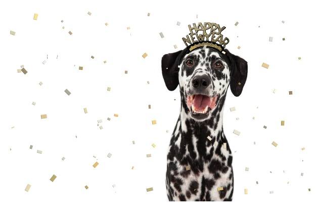 new years essentials for pups who like to paw ty