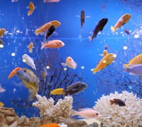 Best Aquarium Protein Skimmers