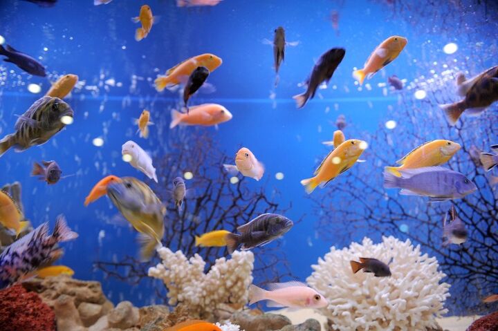 best aquarium protein skimmers