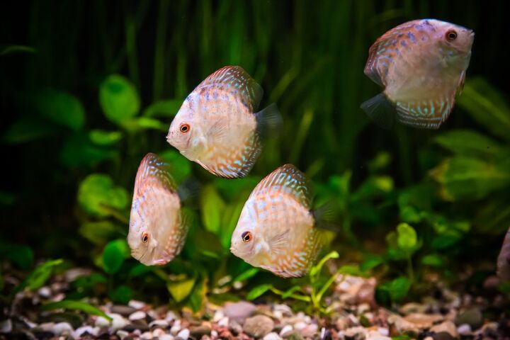 best automatic aquarium feeders