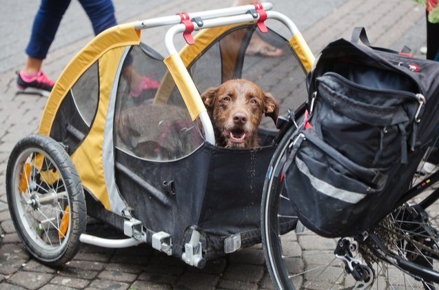 best dog bike trailers