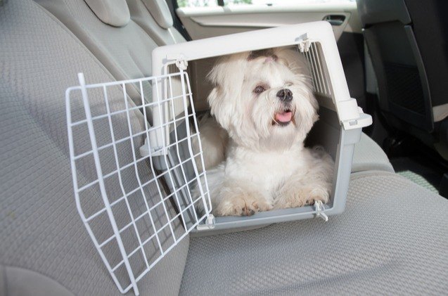 best dog travel crates