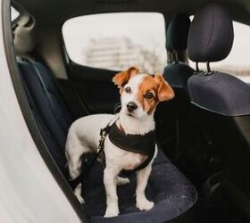 Best Dog Car Harnesses for a Safe Drive