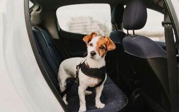 Best Dog Car Harnesses for a Safe Drive