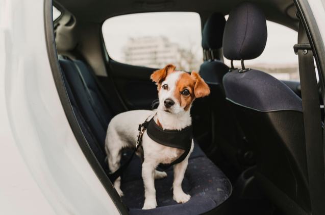 best dog car harnesses for a safe drive